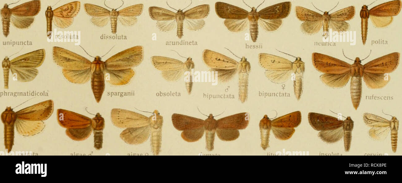 . Die Gross-Schmetterlinge der Erde : eine systematische Bearbeitung der bis jetzt bekannten Gross-Schmetterlinge. Butterflies; Lepidoptera. morrisiid morrisii 9 geminipuncta nigricans cbsoleta. aerata algae d' aigae $ fumata liturata insolutH ccivina Pars 1. Fauna palnearctica 3.. Please note that these images are extracted from scanned page images that may have been digitally enhanced for readability - coloration and appearance of these illustrations may not perfectly resemble the original work.. Seitz, Adalbert, 1860-1938. Stuttgart : Alfred Kernen Stock Photo