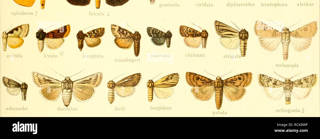 . Die Gross-Schmetterlinge der Erde : eine systematische Bearbeitung der bis jetzt bekannten Gross-Schmetterlinge. Butterflies; Lepidoptera. ^ ^^ f ^ &quot;^.i^^^ v%-V^^^^- m.r'^ hebraicum vesta esmeralda fallax tybo geminata viridata diphleroidcs teratophora alaskae g '. patula orthogonia ,J. Please note that these images are extracted from scanned page images that may have been digitally enhanced for readability - coloration and appearance of these illustrations may not perfectly resemble the original work.. Seitz, Adalbert, 1860-1938. Stuttgart : Alfred Kernen Stock Photo