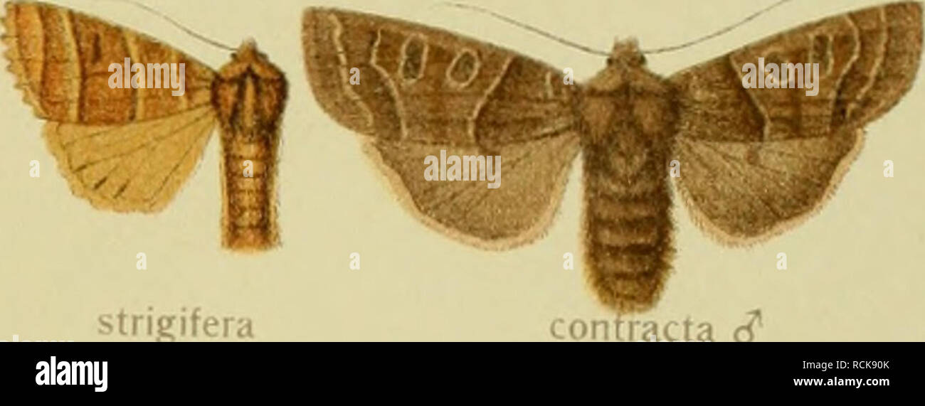 . Die Gross-Schmetterlinge der Erde : eine systematische Bearbeitung der bis jetzt bekannten Gross-Schmetterlinge. Butterflies; Lepidoptera. submargiiiata satelljtia J&quot; satellitia ^ brunnea cT brunnea g albipuncta t? albipuncta g tripunctata quadrilinea. strigifera racta c?. Please note that these images are extracted from scanned page images that may have been digitally enhanced for readability - coloration and appearance of these illustrations may not perfectly resemble the original work.. Seitz, Adalbert, 1860-1938. Stuttgart : Alfred Kernen Stock Photo