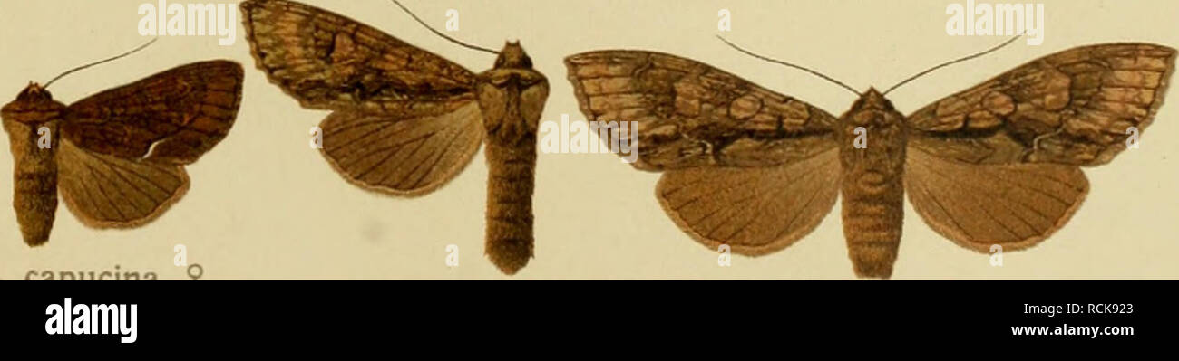 . Die Gross-Schmetterlinge der Erde : eine systematische Bearbeitung der bis jetzt bekannten Gross-Schmetterlinge. Butterflies; Lepidoptera. III. Lithophane-Meganephria. rufescens ^ variegata â â &quot;^ ingrica W ustulata &quot; lapidea sabinae formosa $ formosa Â¥ areola $ areola ? fovea S g oxyacanthae oxyacTnthae ? benedictina 2 benedictina 6. capucina $ extensa t extensa ? 31.. Please note that these images are extracted from scanned page images that may have been digitally enhanced for readability - coloration and appearance of these illustrations may not perfectly resemble the original  Stock Photo