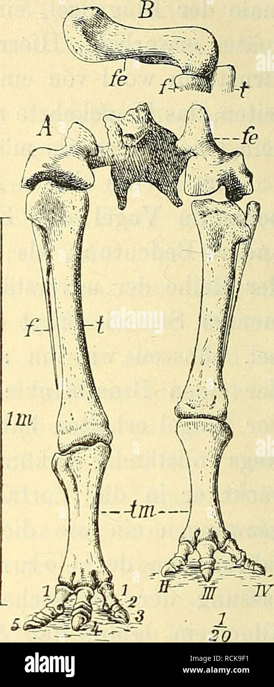. Die geologischen grundlagen der abstammungslehre. Paleontology