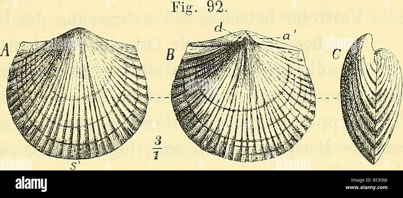 . Die geologischen grundlagen der abstammungslehre. Paleontology; Evolution. Brachiopoden. 161. Fig. 93. dein unentwickelten Zustande der silurischen Dalmanella und der tertiär-rezenten Megerlea einnimmt. Wenn man hiernach an dem genetischen Zusammenhange der erwähnten Formen von Dalmanella—Rhynchonellina—Megerlea nicht gut zweifeln kann, so wäre es doch unrichtig, diese Umbildung des Armgerüstes und die Erweiterung des Stielloches, durch die sich Megerlea von Dalmanella unterscheidet, als einen Vorgang aufzu- fassen, der sich nur einmal vollzogen hätte. Schon der Umstand, daß die jurassischen Stock Photo