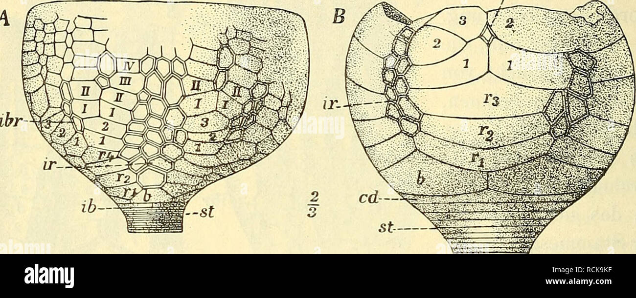 . Die geologischen grundlagen der abstammungslehre. Paleontology