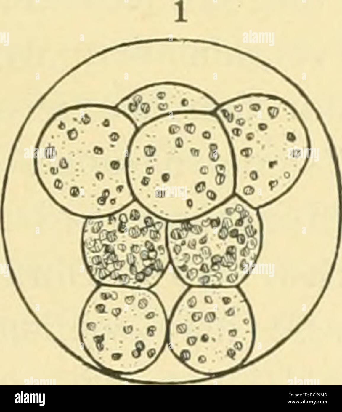 Vierteilung hires stock photography and images Alamy
