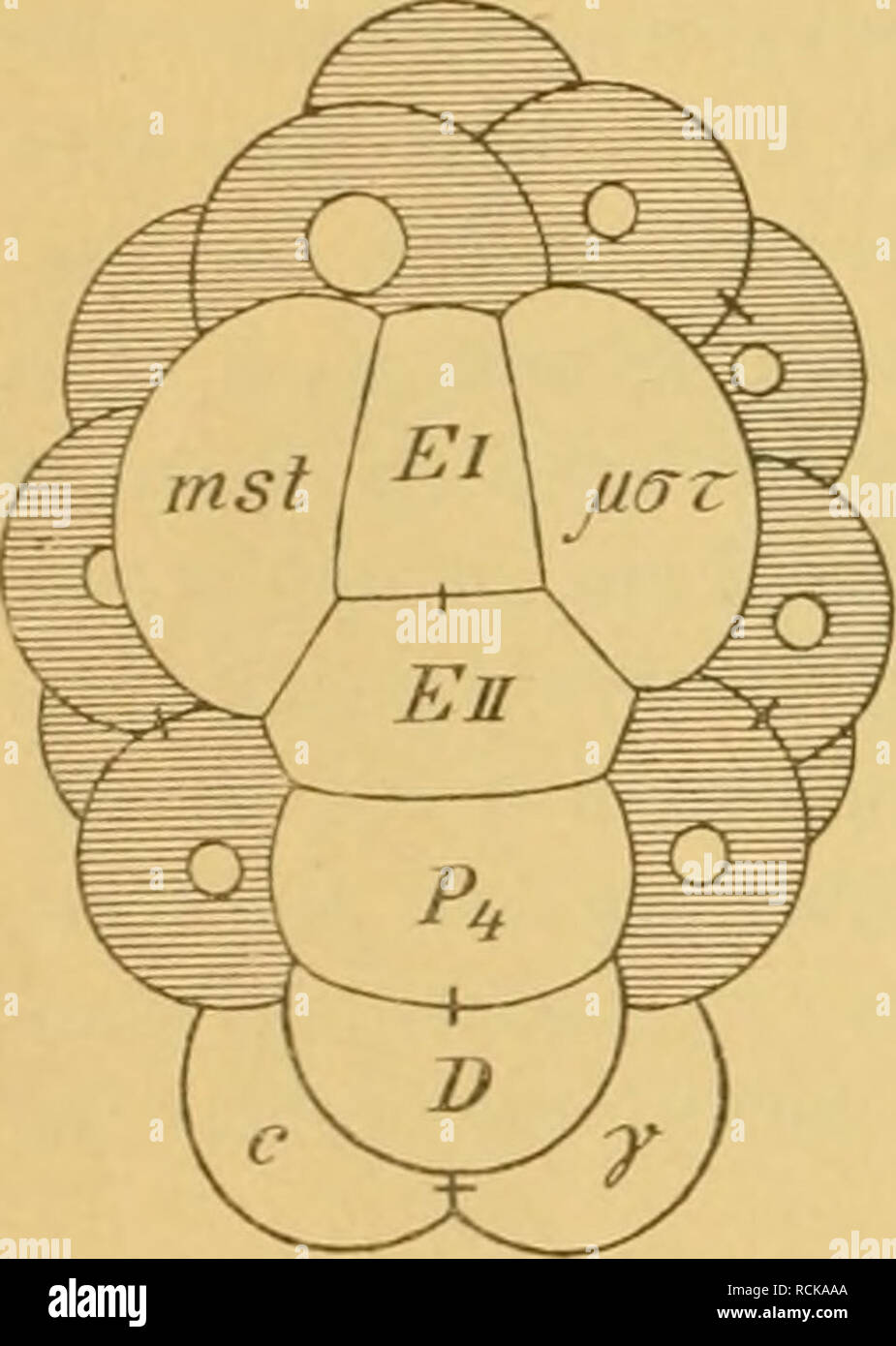 . Die Geschichte der TRiesen von Ascaris megalocephala als Grundlage