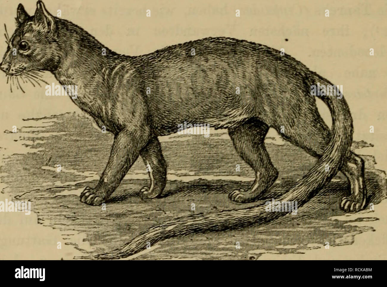 Viverra fossa hi-res stock photography and images - Alamy