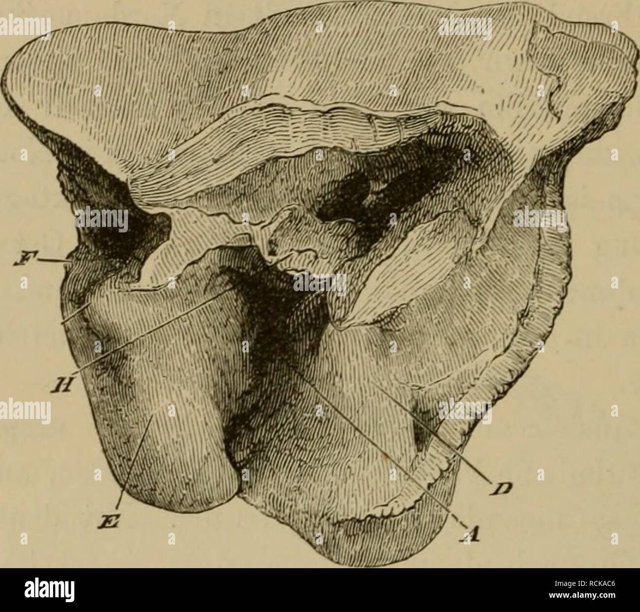 Die Geographische Verbreitung Und Geologische Entwickelung Der Saugetiere Zoogeography Mammals Mammals Fossil 232 Mit Zwei Neben