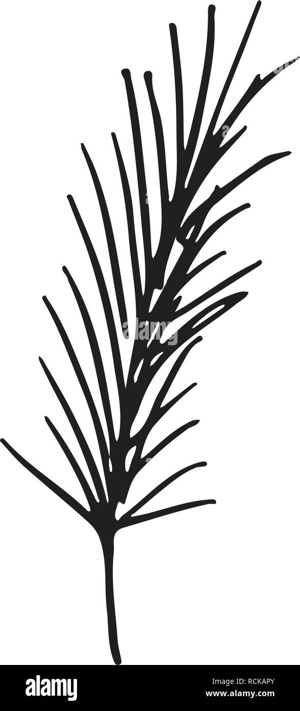 Hand-drawn sketch of a plant, isolated on white background Stock Vector