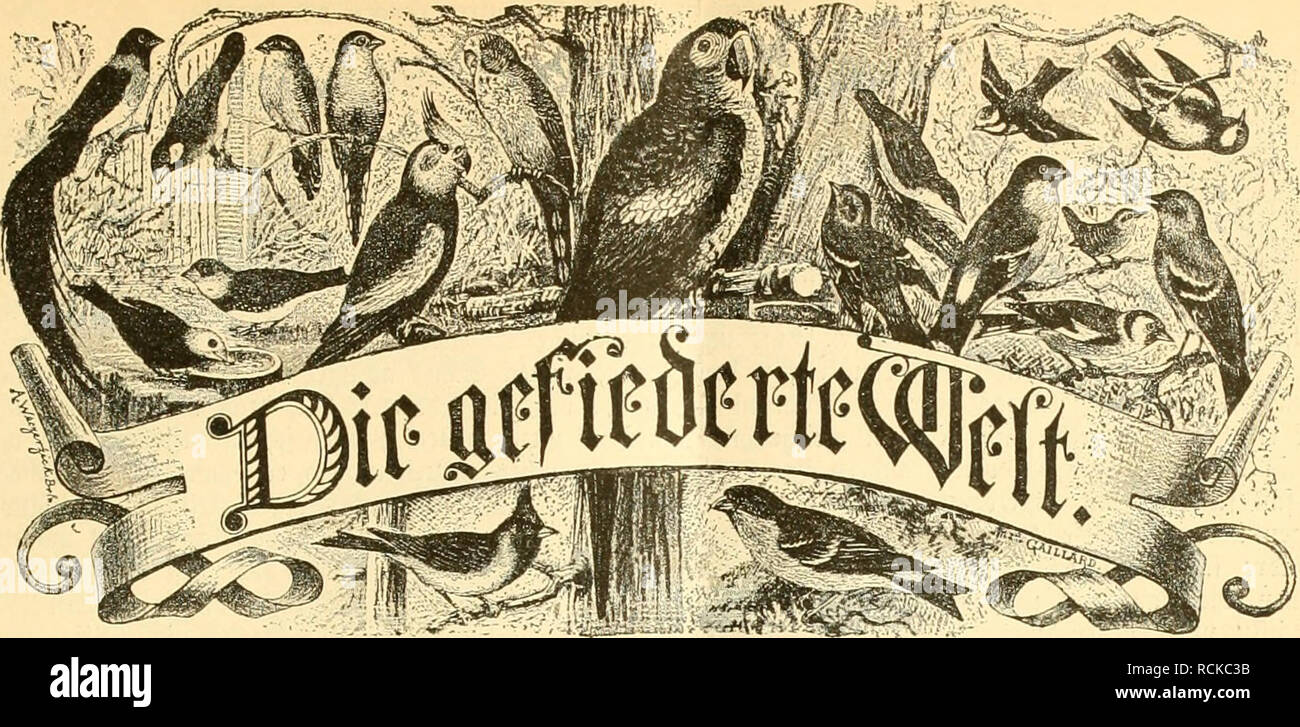 Die Gefiederte Welt Birds Ittuijjcttfdjrift Ffit Itua Cllieljljaliet Jttdjtet Mti Iiinliiet I T Ftcuuiigcn Bukl Tiit Fiaditittublnng L Omif Jctit I O Lqtt Lalt Pveia Uievtelja Ljilic L Djiart 50 Fg A T Entlic Eine Gut Inufttiite Kummer