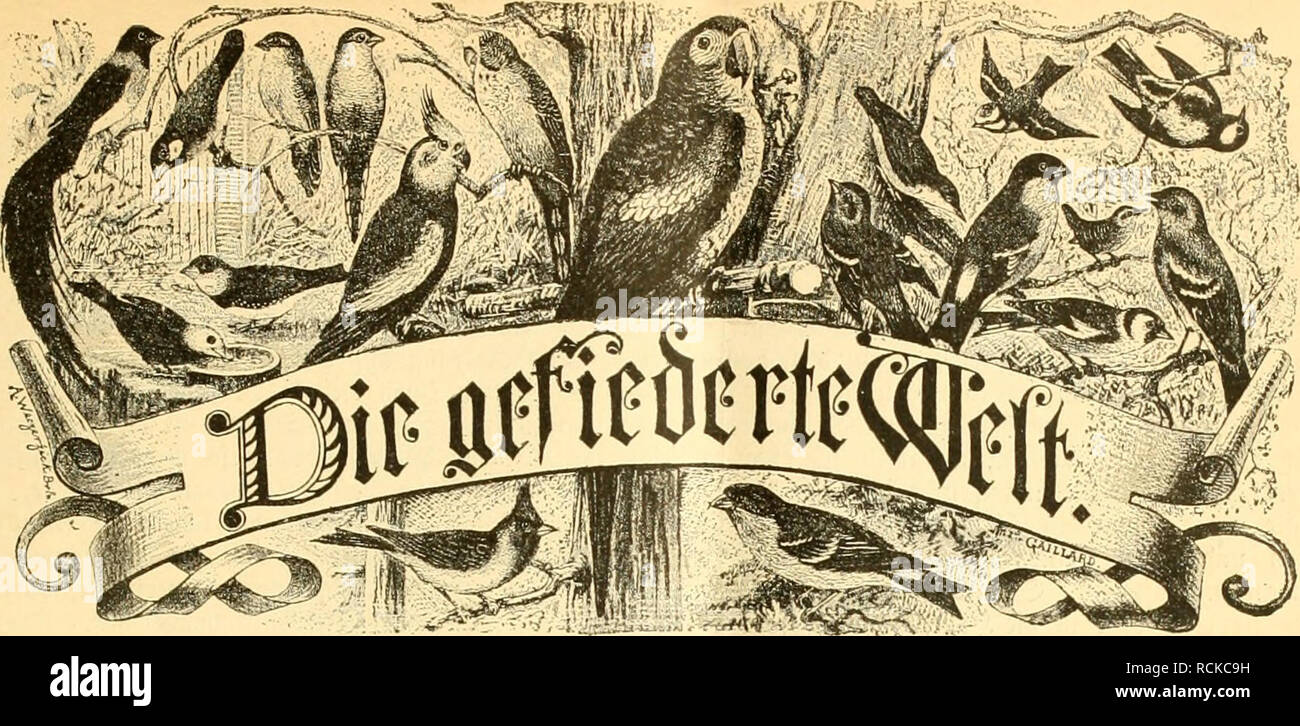 Die Gefiederte Welt Birds A Fudjcnfdjiift Ax Von Tllkblja Ht Jm Ut Mti Mikt Ih Lfuuii Tt Ii A Itui Ira T Aurttltniia Lunil Oit Gt Ic Itiit Liloftmiflalt Tpvcia A Ievtclia Ljuid 1 A Iait 60 Jfg 9a A D Eiit Ic Eine Gut Itluftiivtc