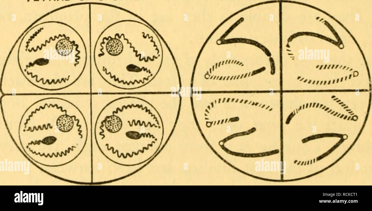 The Elements Of Genetics Genetics Tetrad Of Spores Or Gsrm Cells Fig 6 The Structural And Genctical History At Meiosis Of Two Pairs Of Chromosomes One Partner In Each Hatched Undergoing Crossing Over