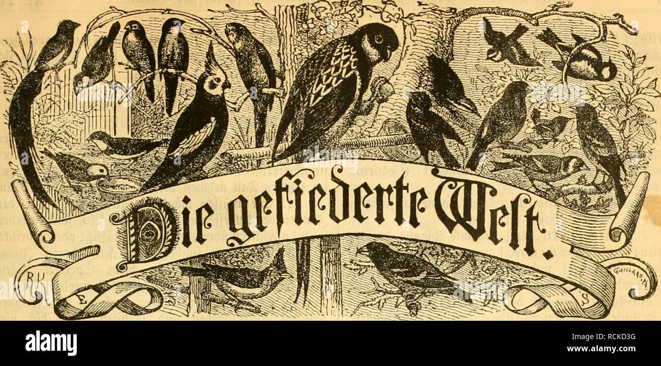 . Die Gefiederte Welt. Birds. Btitft^rift für S^ogcUieB^abcr, --Bü^tcr unb =§ttnbler. Senctluitgen bmd^ jebe ^uä)-- ()aiibliing, foioie jebe *^!oj}au|laU. i! t e i ä i)iertelja[)vlid^ 3 ÜJJavt. fflö^entlid^ eine 9?uinmer. §erau§gcgeben üon Dr. Mxi Ktt^. ficitung: Söedin, SeUcoUtancelito^e 81 IIl. 21 n 5 ei gen roerben bie gefpaltene Spetitjeile mit 26 Ijßfg. bcied^net nnb Sefiettungen in bet (Sipebition unb SRebaftion entgegengenommen. llr. 27. Jlngbfüuig, Itcit I. 3ult 1892. XXI. Salirgang. av per ^itlieraDDrudl riinmirii4(r iKrigiiiaC-^rtiKtt tlt oOi» ^ultlmmung »ti ^erausgcOcrs au» itr ^crr Stock Photo