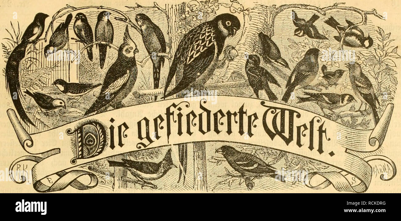 Die Gefiederte Welt Birds 3citf L Nft Fa R Soa Cilicbijaicr Mi Uv Una C A Niler 33eftc Linh Eii Biircl Jcbc F Udi Ijonbliiiifl Omie Jebc Ifoftaiiftolt Frei Uiertcliiil Rlid 3 Wnvf Sa Rfjentlid Eine 9hmmier C R A U S