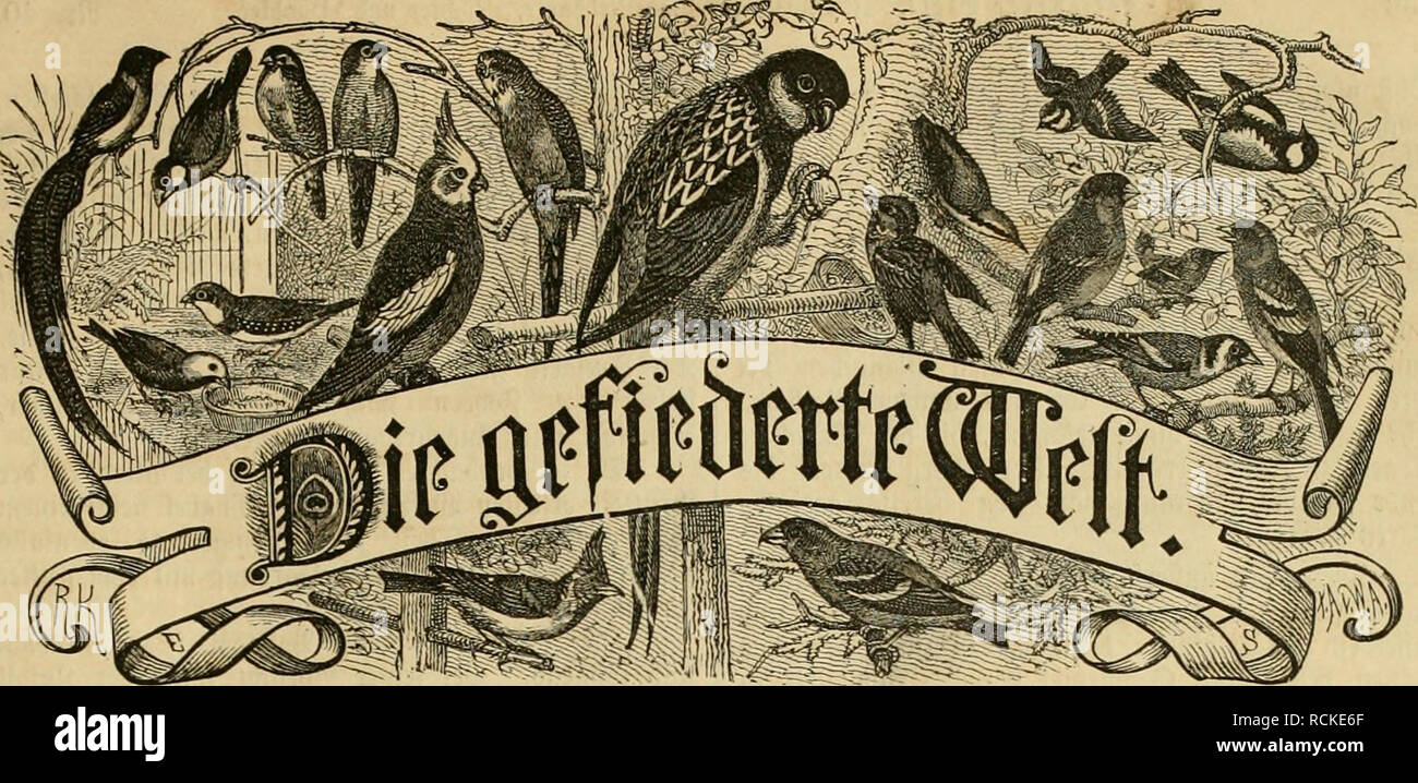 Die Gefiederte Welt Birds Aeitfd Rift Fa R Sogeuiei Ttkr 3a Ter Unti A Iimer Sicftclliiiiiieii Biird Ic E Quot Biici L Nna Liiii I Foiiiic Jla C Pcftniiftalf S A Rcij Uicrtclja Lirlirf 3 9jini T Sl A Ci Eiiflitf Eine 5 Uiiiiiicr Die Gefiederte Welt Birds Aeitfd Rift Fa R Sogeuiei Ttkr 3a Ter Unti A Iimer Sicftclliiiiiieii Biird Ic E Quot Biici L Nna Liiii I Foiiiic Jla C Pcftniiftalf S A Rcij Uicrtclja Lirlirf 3 9jini T Sl A Ci Eiiflitf Eine 5 Uiiiiiicr