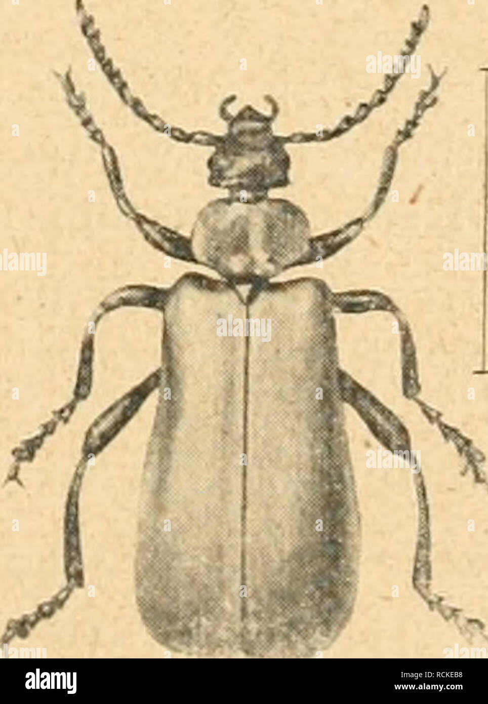 . Die forstinsekten Mitteleuropas. Ein lehr- und handbuch. Trees; Beneficial insects. Cr J Abb. 94. Verschiedene Heteromeren. A Phyto depressus L., B Lissoderma 4-pustulatum Mrsh., C Rhinosimus ruficollis L. (Pythide), D Tomoxia biguttata Gyll. (Mordellide), E Calopus serraticornis L. (Oedemeride), F Helops lanipes L., G Hypophloeus fasciatus L. (Tenebrioniden), H Serropalpus barbatus Schall. (Melandryide), J Pyrochroa coccinea L. (Pyrochroide). — Original. 13*. Please note that these images are extracted from scanned page images that may have been digitally enhanced for readability - colorati Stock Photo