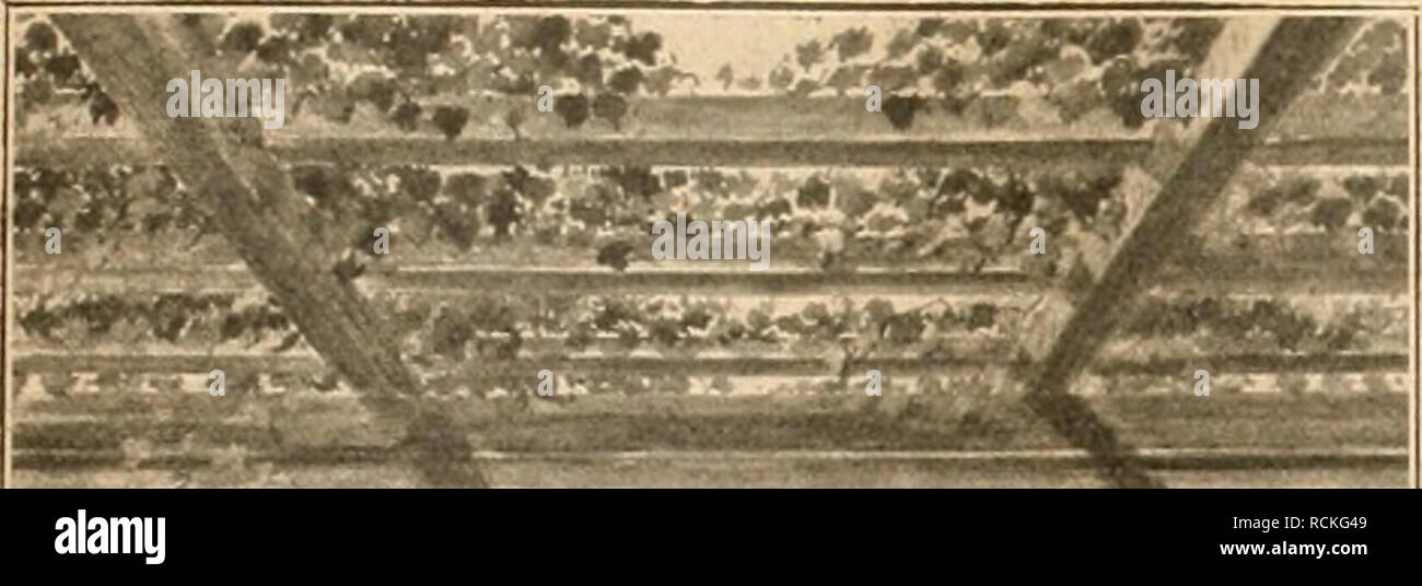 . Die Gartenwelt. Gardening. XXVI, 17 Die Gartenwelt. 173. ,s r. a F " *-:'^if &* cj â ^ »â ; ry?. Please note that these images are extracted from scanned page images that may have been digitally enhanced for readability - coloration and appearance of these illustrations may not perfectly resemble the original work.. Berlin : G. Schmidt Stock Photo