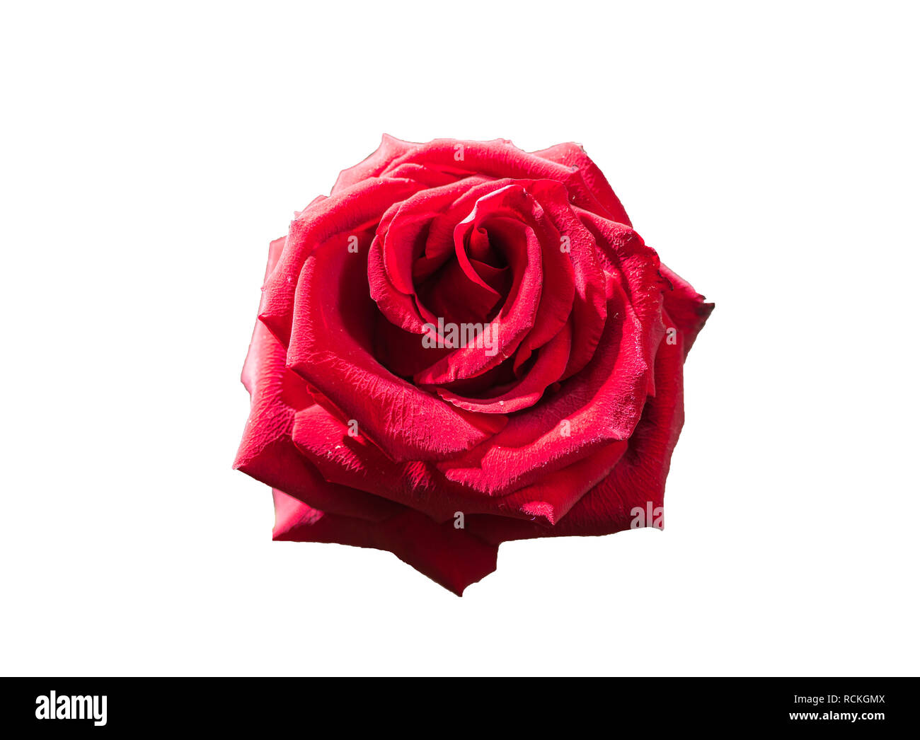 Red rose single flower isolated on white background Stock Photo - Alamy