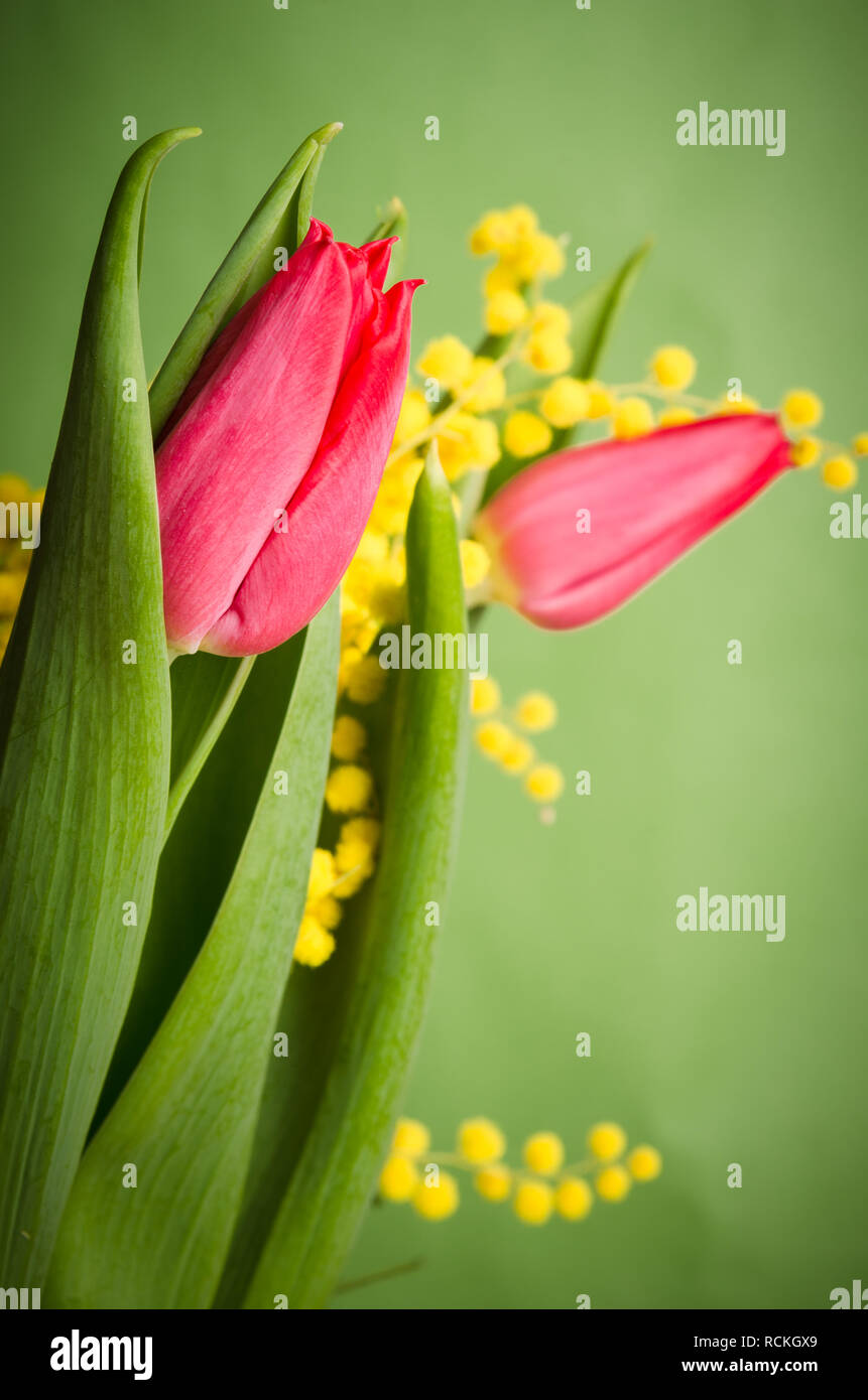 Spring bouquet with mimosa and tulips Stock Photo