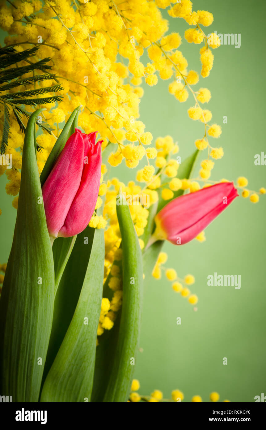 Spring bouquet with mimosa and tulips Stock Photo