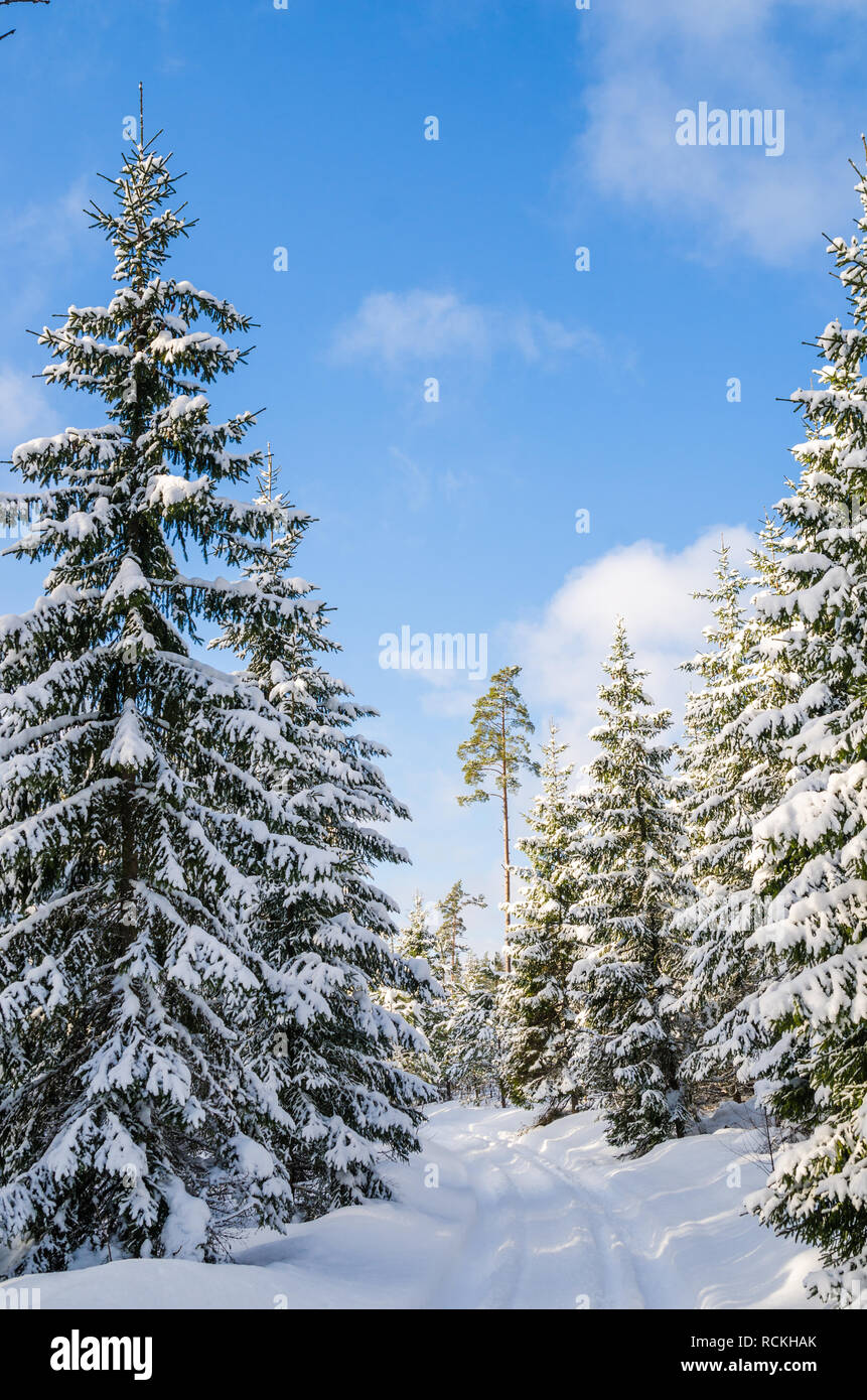The road through the beautiful coniferous snowy forest Stock Photo