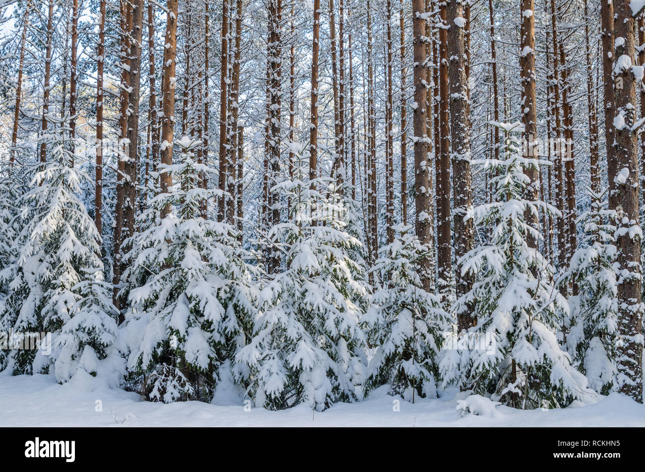 Firs and pines in the forest after snowfall Stock Photo