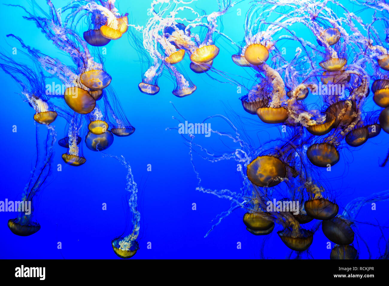 Jellyfish in a marine aquarium against a background of blue water Stock ...