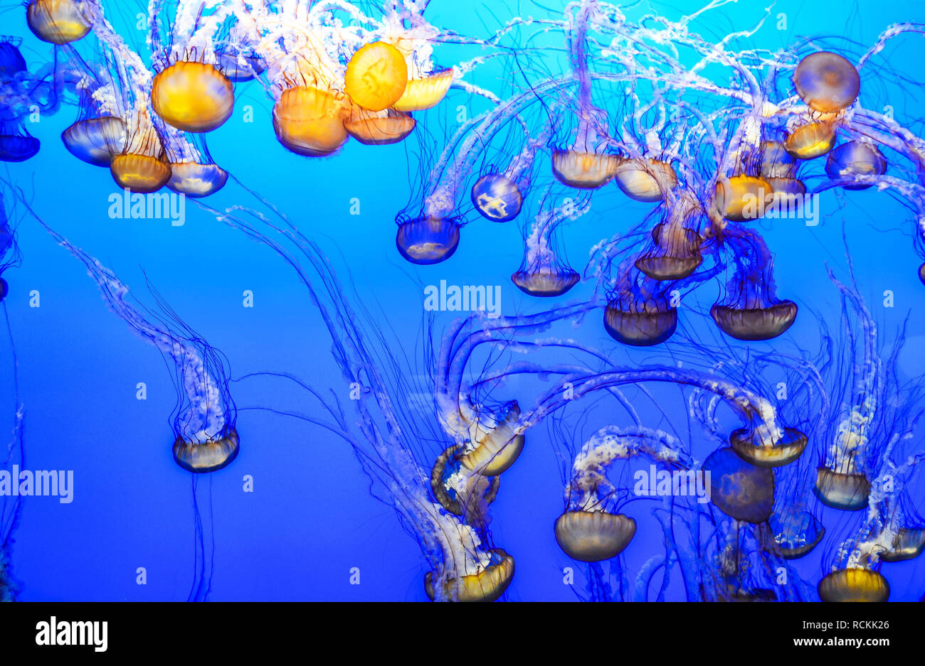 Orange jellyfish blue background hi-res stock photography and images ...