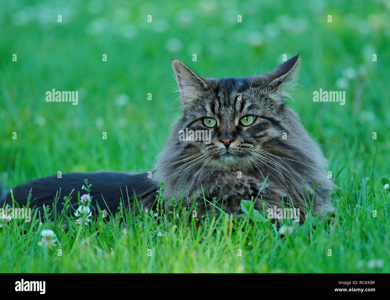 Black cat lying on grass hi-res stock photography and images - Alamy