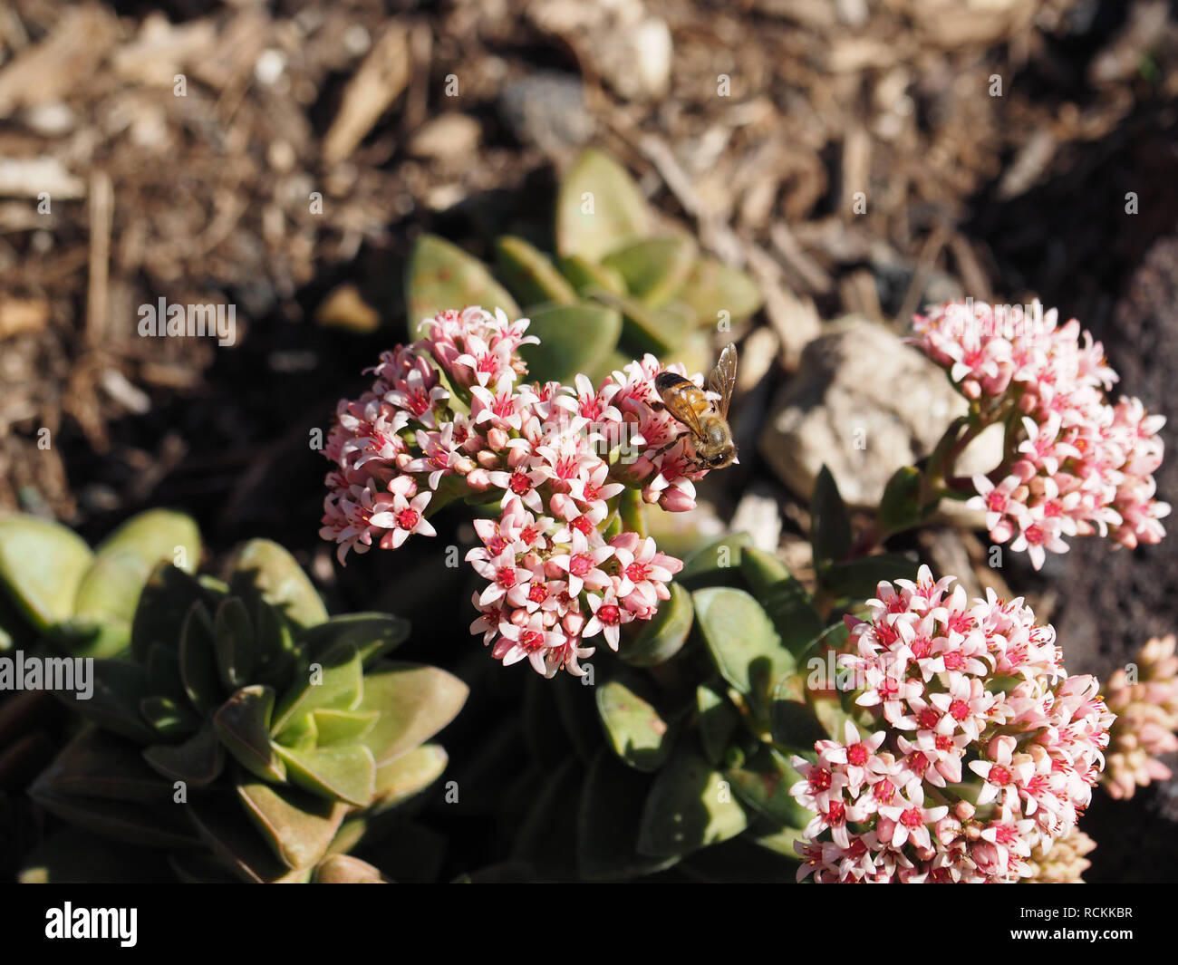 Hard working bee on cluster of flowers from a  succulent plant Stock Photo