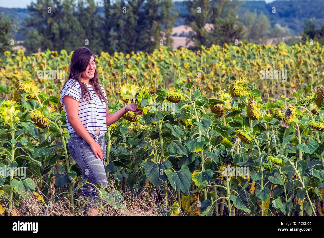young girl smiling in field of sunflowers Stock Photo - Alamy