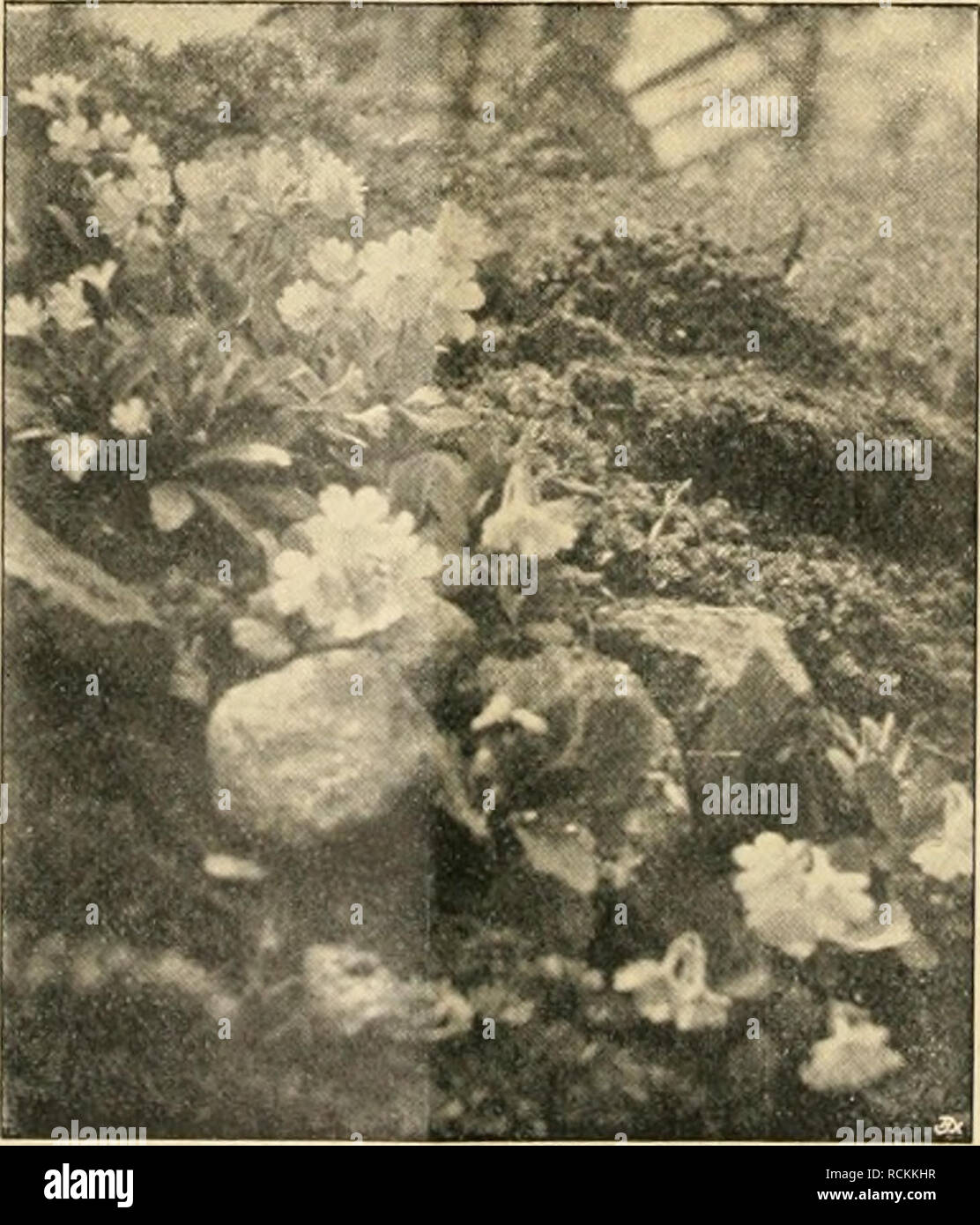 . Die Gartenwelt. Gardening. 170 Dip (TiirteuweU. XXII, 22 fordert wird, nur von den besten, reichst- und frühest- blühenden, sowie schönstblühenden Standpflanzen Veredlungs- reiser zu nehnnen. Ein Beispiel, wie durch Einzelauslese eine Pflanze hoch- gezüchtet werden kann, zeigen die diesen Zeilen beigegebenen beiden Abbildungen von Ruellia (Strobilanthus) anisophylla, eine, nebenbei bemerkt, allerliebste Pflanze des Kalthauses, die bei Angebot (im Zustande wie Abb. 1) sicher als kleine Topfpflanze in der blumenarmen Zeit Dezember - Februar mit ihren angenehmen bläulichweißen Blumen auf Absatz Stock Photo