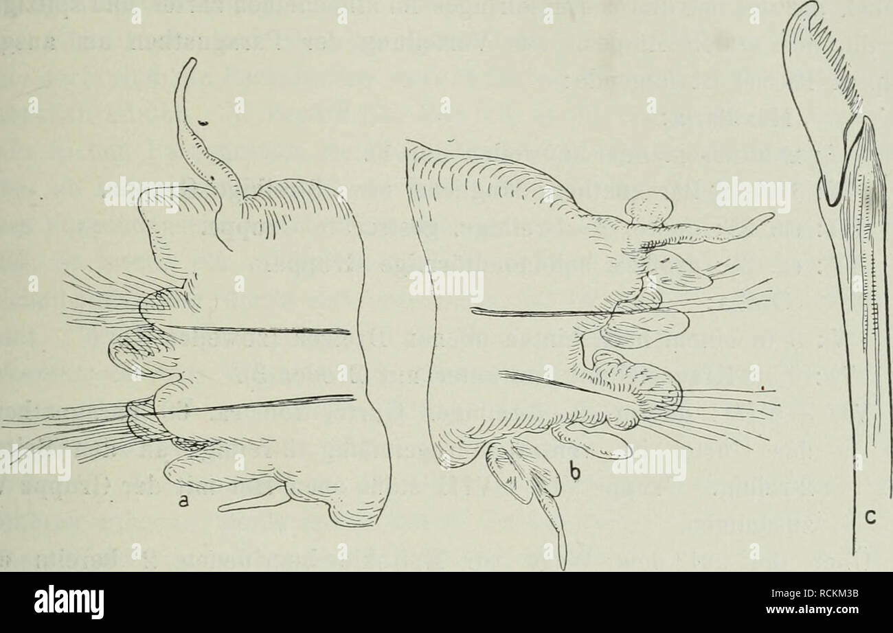 . Die Fauna SÃ¼dwest-Australiens; Ergebnisse, hrsg. von W. Michaelsen und R. Hartmeyer. Zoology. Polychaeta 1, Errantia. 151 ventralen Ast an LÃ¤nge. Die beiden RiiderÃ¤ste sind an den vorderen Rudern nur wenig, an den hinteren weiter, etwa um die halbe HÃ¶he des Dorsalastes, voneinander getrennt. Von den 3 Lingulae ist die obere die. Fig. 14. Nereis albanyensis n. sp. a 12. Euder, von hinten; ^7f ^ mittleres, halb- epitokes {A^ere^7epas-)Ruder; ^7r ^ ventrale heterogomphe Sichelborste; â ''Vi- krÃ¤ftigste, weiter nach hinten am KÃ¶rper ist sie mit der mittleren Lingula ziemlich gleich stark u Stock Photo