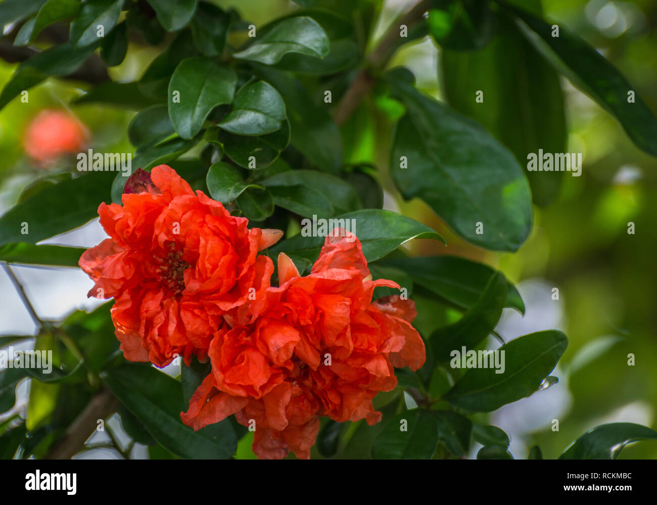 Bright orange flowers of a Pomegranate tree (Punica granatum). Fleurs de grenadier orange vif (Punica granatum) Stock Photo