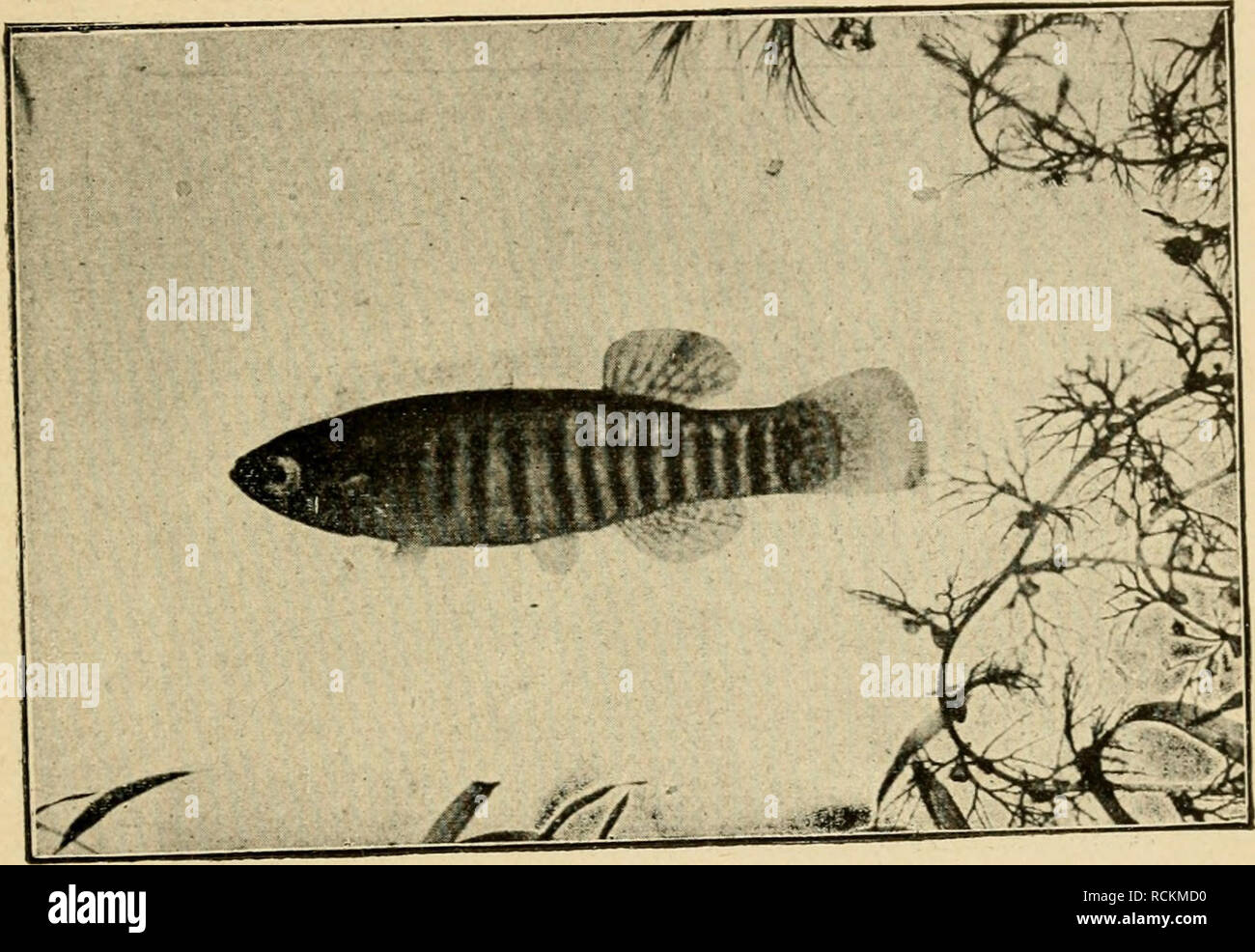 . Die exotischen zierfische in wort und bild. Ornamental fishes; Fish