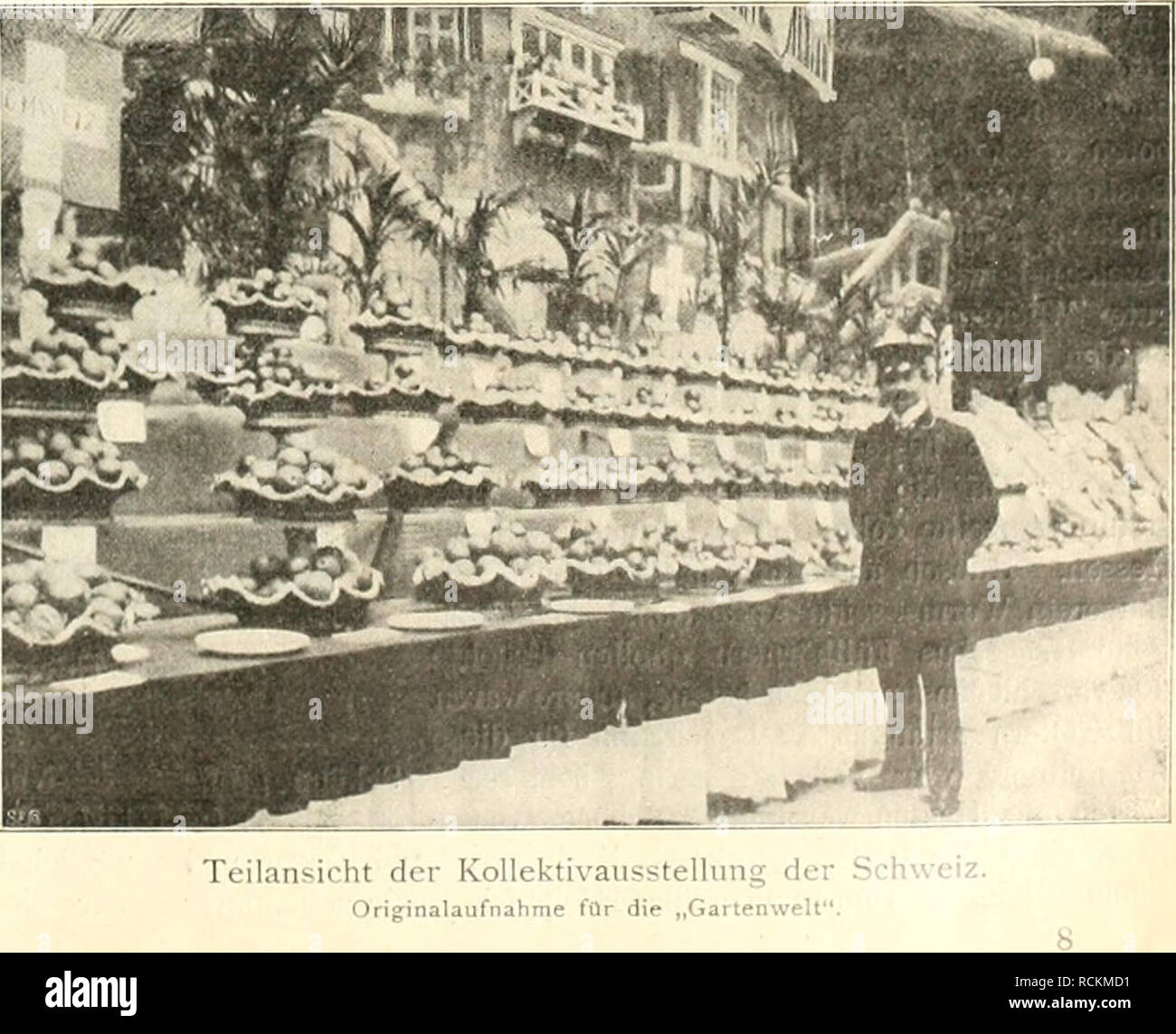 . Die Gartenwelt. Gardening. Jahrgang IX. ustriertes Wochenblatt für den gesamten Gartenbau. " ' No. 8. 19. November 1904. Nachdruck und Nachbildung afis dem Inhalt dieser Zeitschrift wird strafreclitlich verfolgt. Ausstellungsberichte. Die iiiteniatioiiale Obstausstellung in Düsseldorf. Vom Herausgeber. (Ilierxu sieben Abbildungen.) (Schluß.) V on der Schweizer Ausstellung gibt die nebenstehende Abbildung eine Teilansicht. Besonders schön waren die Äpfel dieser Kollektion. Hervorzuheben sind die prächtig gefärbten Winter-Goldparmänen, der rote Herbstcalvill, Ananas-Reinette, Danziger Kan Stock Photo