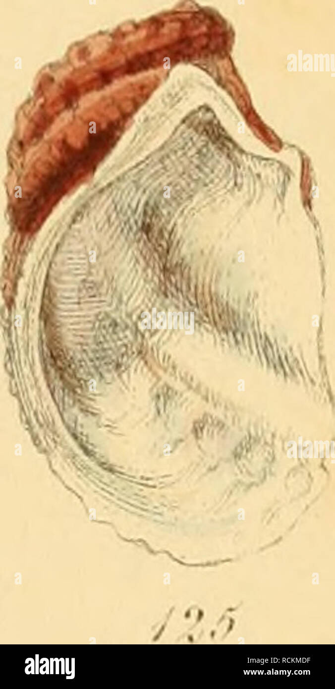 . Elements of conchology : an introduction to the natural history of ...