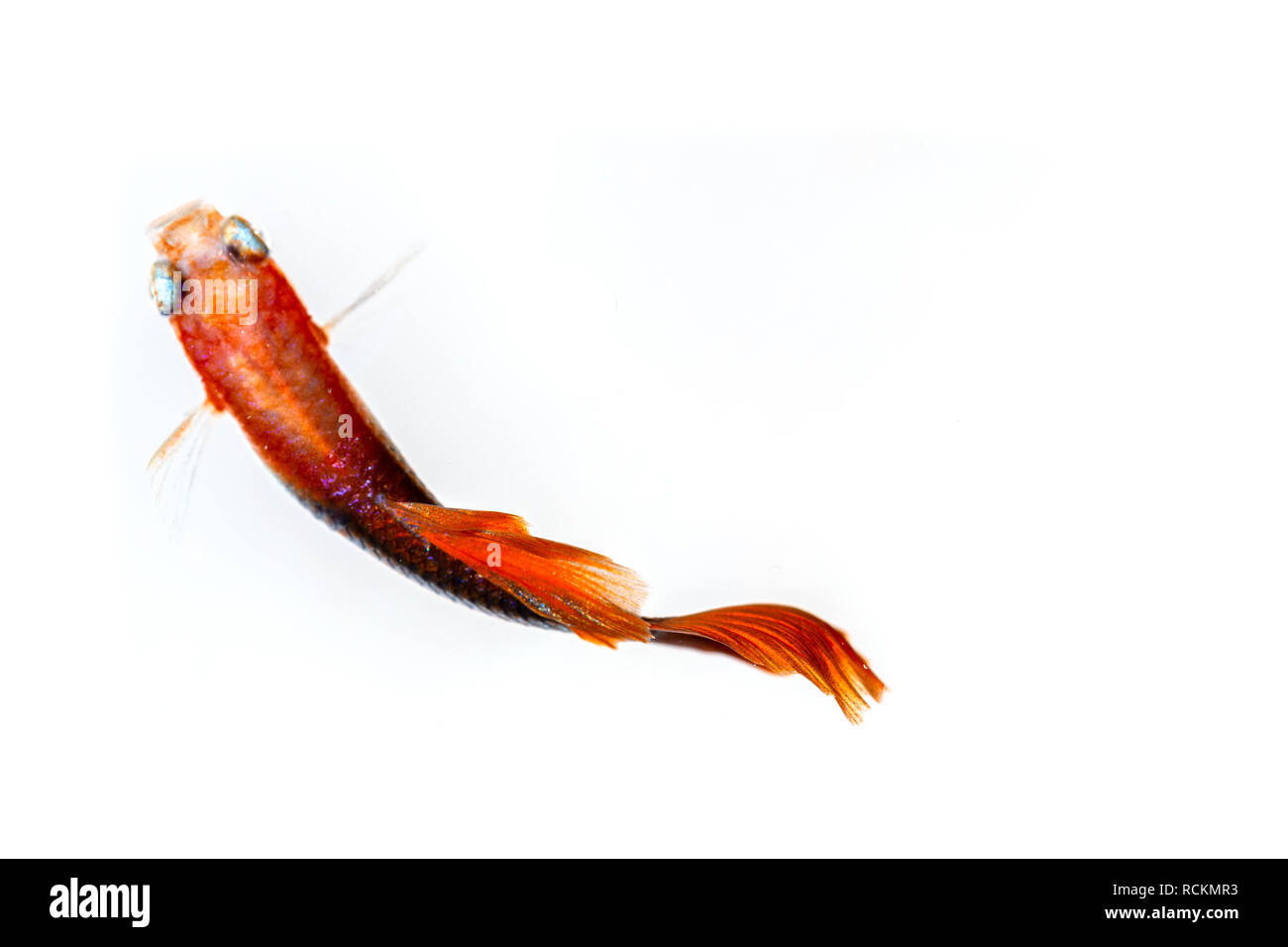 guppy fish over head shot Stock Photo - Alamy