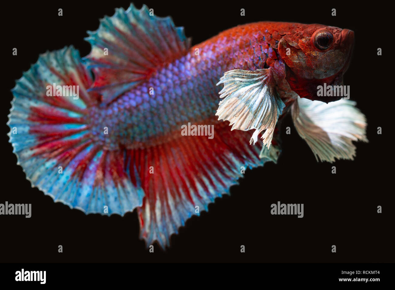 betta plakat male aquarium fish Stock Photo