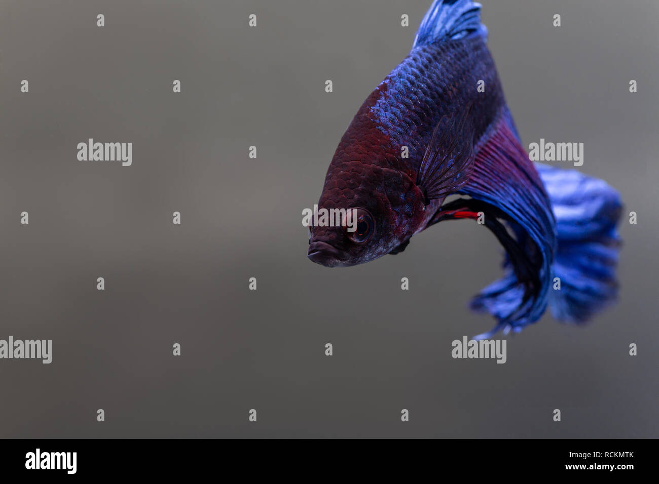 blue male delta tail betta fish Stock Photo