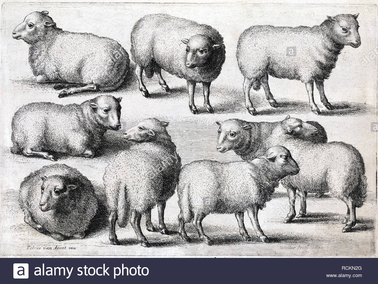 Nine Sheep, etching by Bohemian etcher Wenceslaus Hollar from 1600s Stock Photo