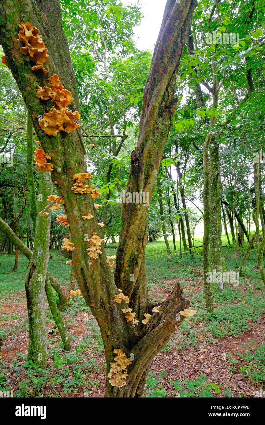 Yellow orange mushrooms on a tree in the forest, Paraguay Stock Photo ...