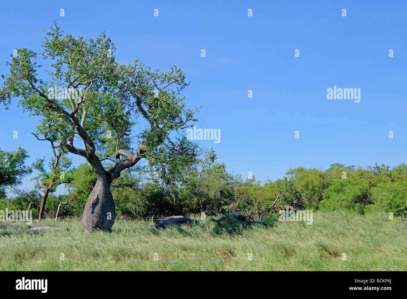 Beautiful huge ceiba trees, chorisia insignis, and landscape of Gran Chaco, Paraguay Stock Photo