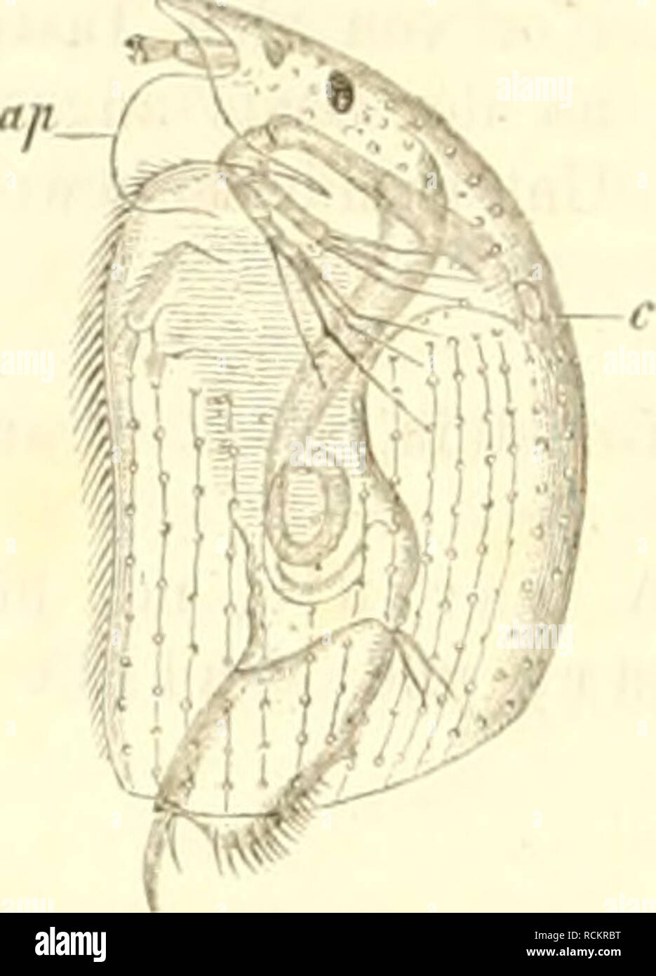 . Die Cladoceren BÃ¶hmens. Cladocera; Crustacea. 84 1874. Alona coronata, Kurz: Dodek. p. 54, Tab. II., Fig. 4â6. 1874. Aloua pulchra, Hellich: Cladoc. BÃ¶hm. p. 15. FitÂ», Ã¶l.. Alona liueata, Fischer. â Weibchen. Der KÃ¶rper ist sehr kleia, lÃ¤nglich oval, hinten abgestutzt und von blassgelber Farbe. Der Kopf ist hoch gestreckt, der Sclmabel kurz, au der Spitze ab- gestutzt und mehr nach vorne gerichtet. Die Fornices sind breit. Der Pigmeutfieck, um die Hallte kleiner als das Auge, liegt diesem nÃ¤her als der Schuabclspitze. Die kleineu, cylindrischen Tastanteuuen erreichen bei weitem uicht  Stock Photo