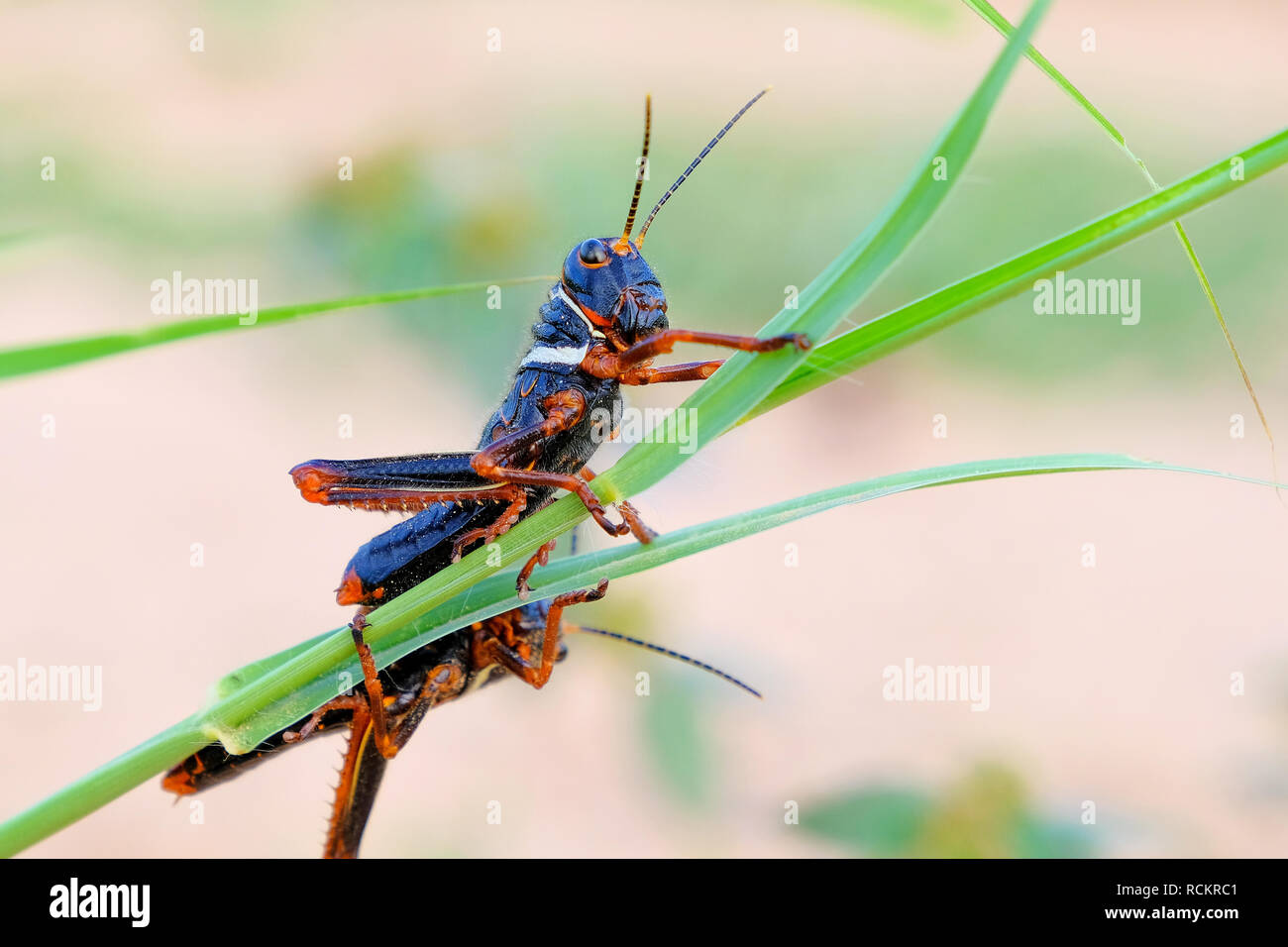 Black, orange red grasshopper, Gran Chaco, Paraguay Stock Photo