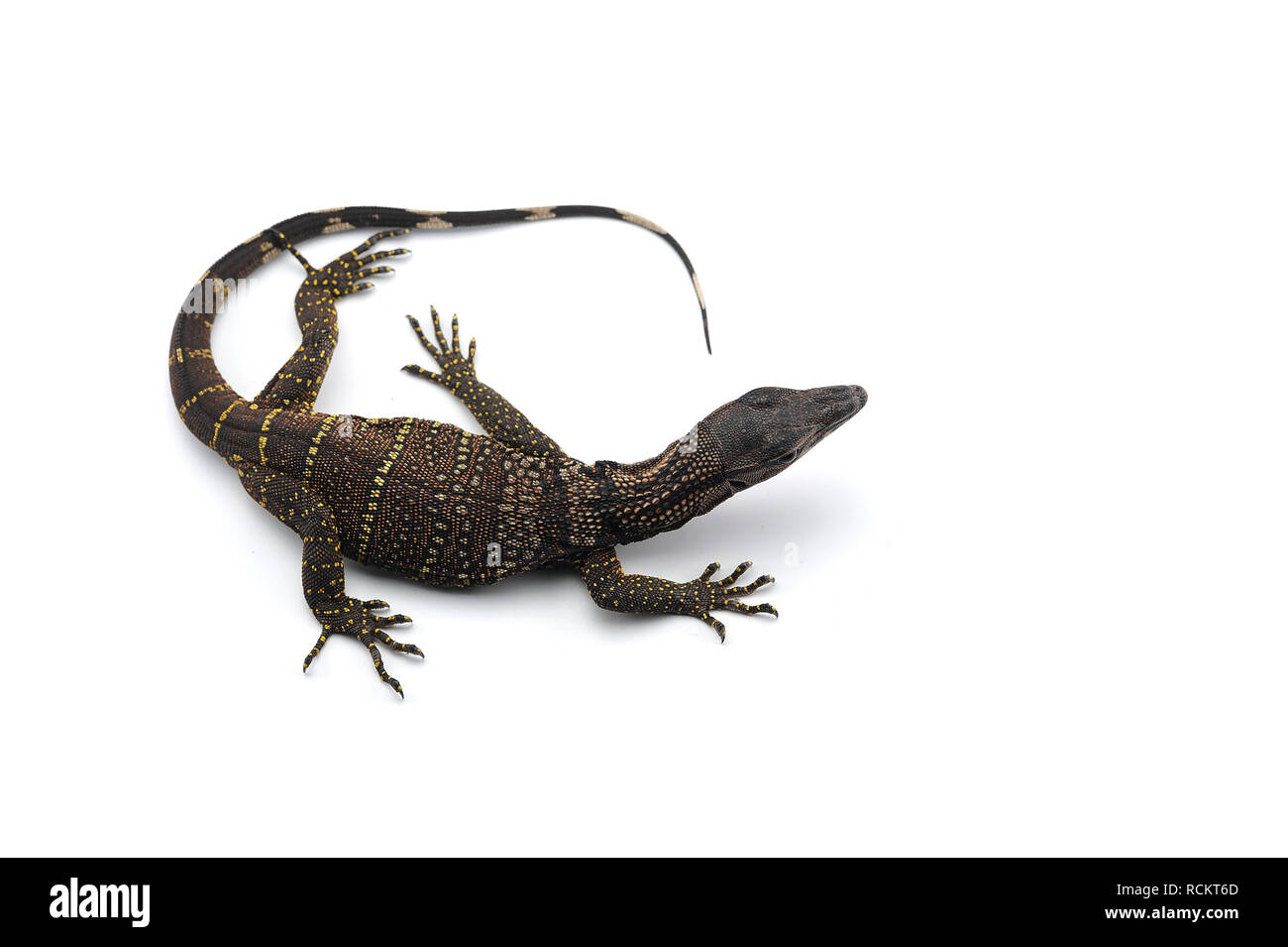 Roughneck monitor lizard hires stock photography and images Alamy