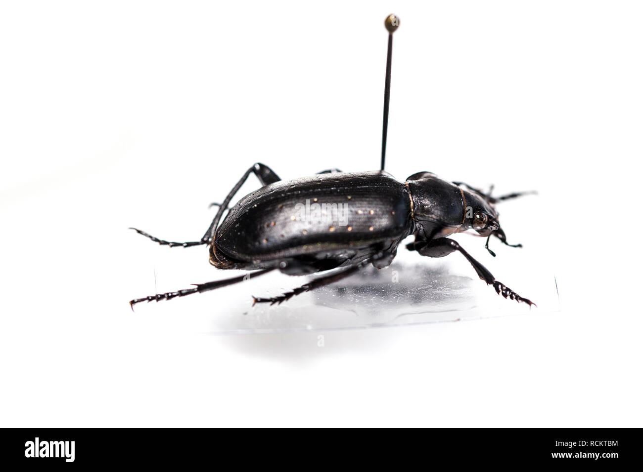 Calosoma olivieri Dejean beetle Stock Photo