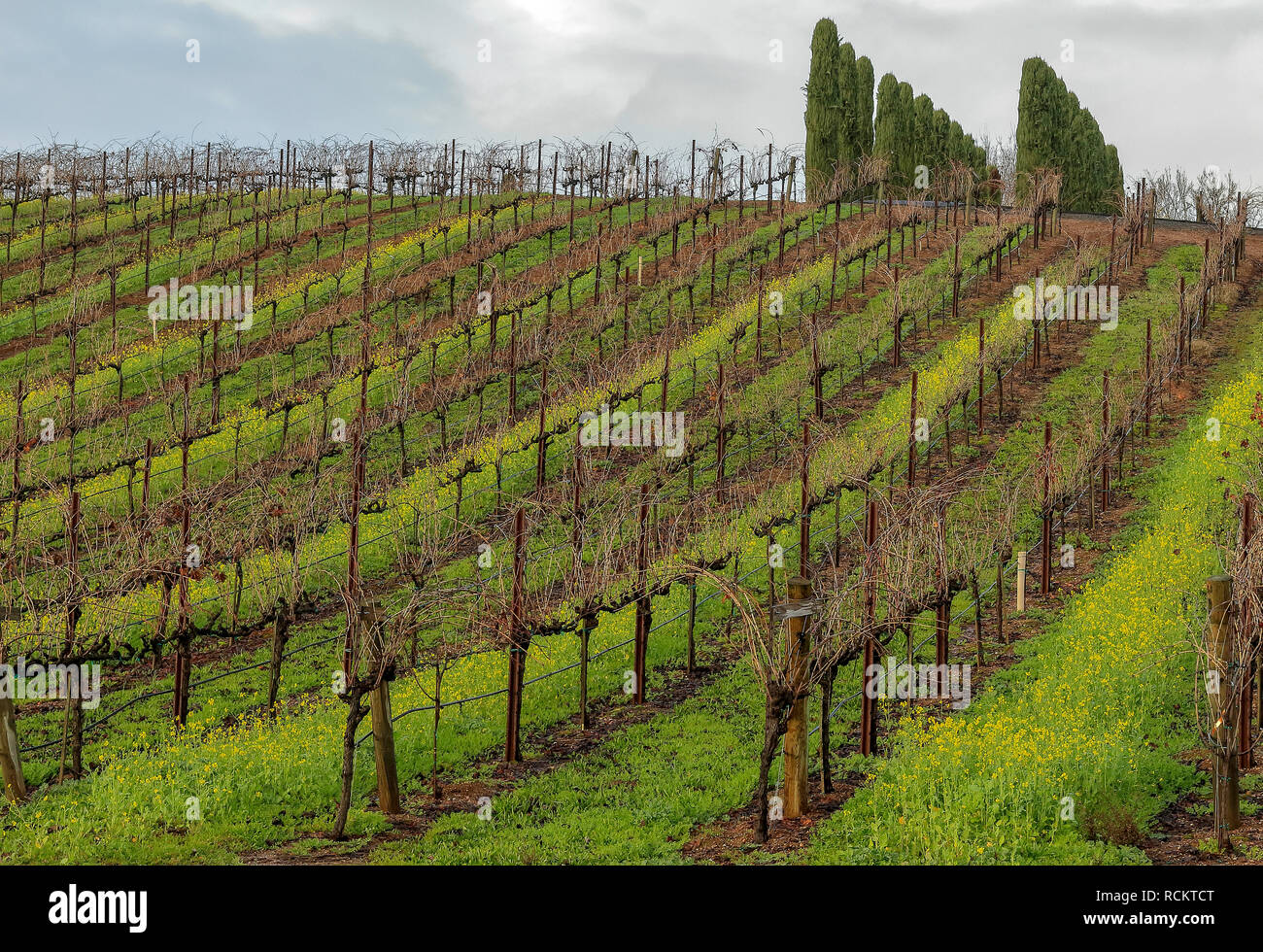 Vineyard hill with rows of grape vines and trees in Napa Valley