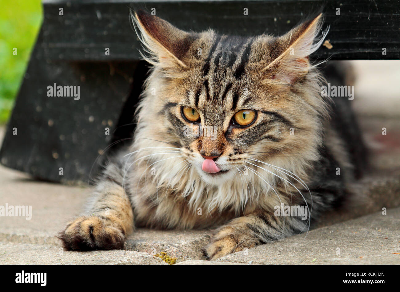 Norwegian forest cat female lying under a bench Stock Photo
