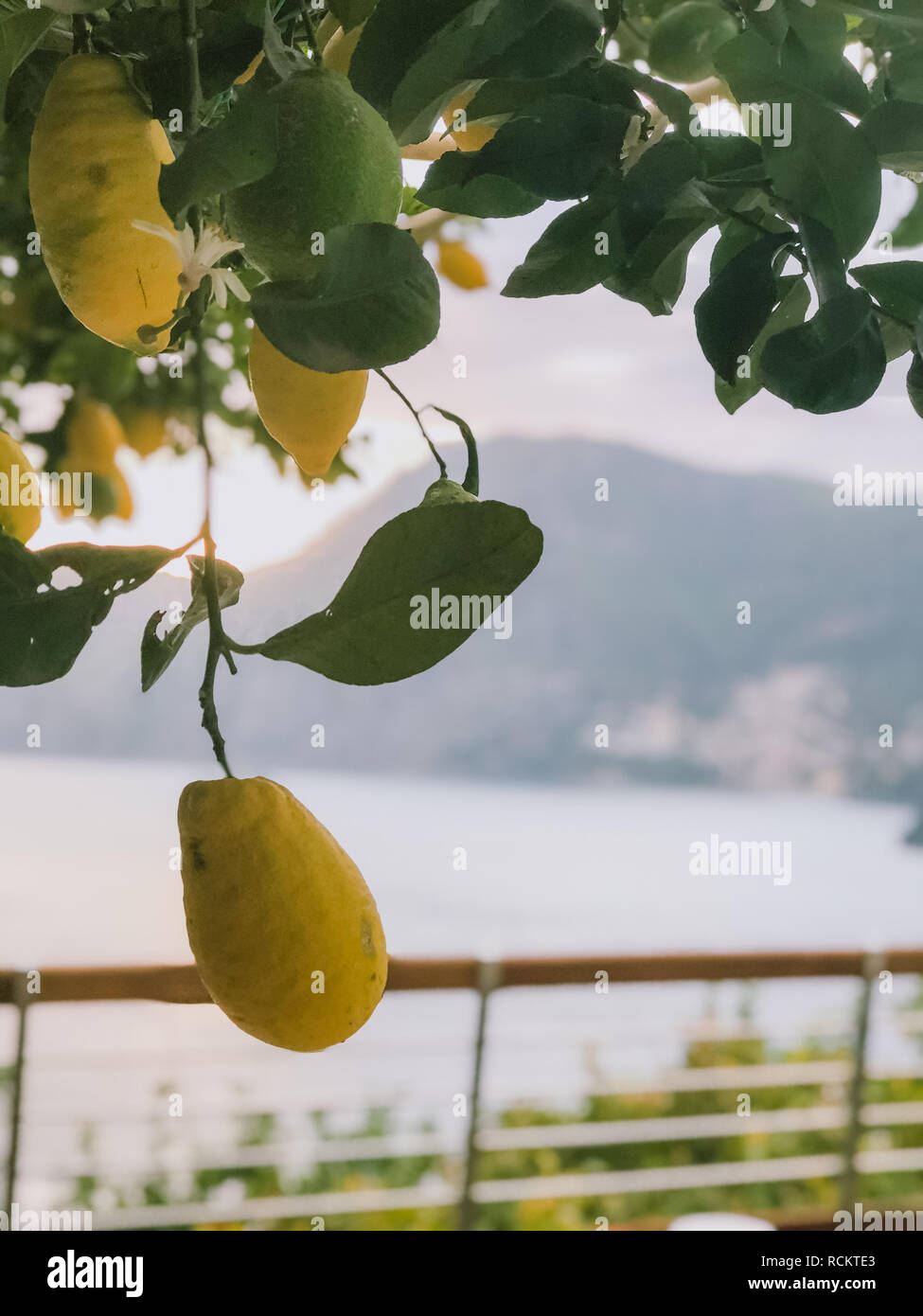 Lemon trees on Amalfi Coast in Italy Stock Photo