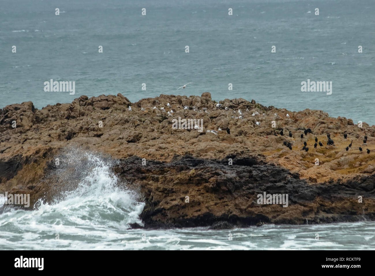 Beautiful rocks formations with birds on the Pacific Ocean near Half Moon Bay, California, in foggy day Stock Photo